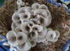 oyester mushroom