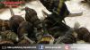 Assasin snail - clea h...