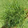 Alfalfa hay in big bales for animal feeding