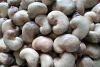 cashew