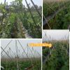 Plant Climbing Support Net Plastics Nylon Trellis Grow Pea Cucumber