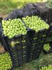 Fresh fruits and Vegetables from Azerbaijan