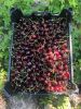 Fresh fruits and Veget...