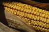 dent corn