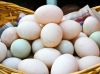 Parrot Eggs | Fertilized Eggs |Ostrich Fertile eggs |Hatching Eggs | Hatching Parrot Egg | Fresh Eggs | Ostrich eggs