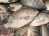 Mackerel Fish, Bonito Fish, Tuna Fish, Tilapia Fish, Frozen Shrimps, Squids, Crabs