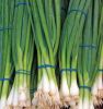 Spring Onion