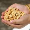 Quality Raw Cashew Nuts/ Cashew Kernel/ Cashew Nuts Vietnam with Cheap Prices 