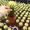 Indoor Mini Colourful Grafted Cactus