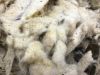 Greasy sheep wool
