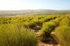 Organic Rooibos and Honeybush Tea