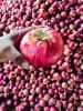Onions