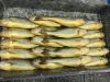 Yellow croaker Whole r...