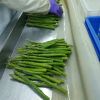 IQF/FROZEN GREEN ASPARAGUS