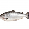 Quality Salmon Fish 