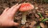 Amanita muscaria (fly ...