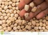 Chickpeas , 7mm 8mm 9mm 10mm 11mm 12mm Kabuli Chickpeas 