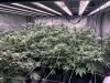 Cannabis LED Grow Lights