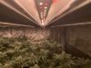 Cannabis LED Grow Lights