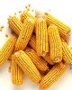 Non GMO Yellow Corn an...