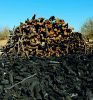 Mesquite charcoal and ...
