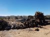 Mesquite charcoal and ...