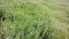 Scutched Linen / Flax ...