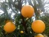 2019 fresh oranges big...