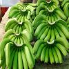  Quality Fresh Cavendish  Banana  For Export