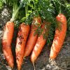 2021 Promotional Export Natural New Harvest Hot Selling Good South Africa Fresh Carrot
