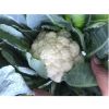 CAULIFLOWER AGRICULTURE, FRESH VEGETABLES,FRUITS, WHOLESALE PRICE CAULIFLOWER