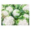 CAULIFLOWER AGRICULTURE, FRESH VEGETABLES,FRUITS, WHOLESALE PRICE CAULIFLOWER