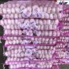 Bawang putih fresh garlic cheap price mesh bag garlic bawang putih besar for South Africa wholesale