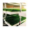 Forage hydroponic Barley green forage fodder Microgreen Seeds Sprouting Fodder System