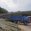 Eco-Friendly Bamboo Raw Materials Bamboo Cane Bamboo Pole for Plant
