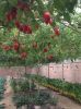 High quality hot sale Hybrid F1 tree tomato seeds George F1