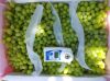 Fresh Grapes Superior seedless green, Crimson Thompson Flame Red globe grapes growers exporters Cheap fresh grapes