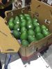 AVOCADO FRESH / Aguacate / PALTA HASS ,Fresh Fruit & Hass Avocados for sale