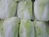Fresh Celery Cabbage ,Celery Cabbage ,New Harvest Fresh Celery Cabbage Grade AA
