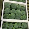 Fresh Broccoli Vegetables With High Quality Box Packing For Sale GAP HACCP Certificated South African Organic Broccoli Low Price