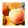 Sweet And Tasty Fresh South Africa  Peaches In Low Price Best Quality