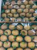 High quality export kiwi fresh hayward variety export frozen fruit bulk organic fruit green greek kiwi fruit