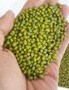 Wholesale Premium Agriculture Organic Dried Mung Bean Sprouts Mung Green Beans