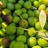 high quality Fresh olive Pitted Green Olives Sliced Green Olives bulk order for sale