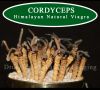 Cordyceps Sinensis