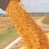 Yellow Corn and White Corn/ Yellow Maize for Animal Feed or Human