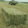 Rhodes Grass Hay Bales...