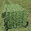 Rhodes Grass Hay Bales...