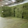 Rhodes Grass Hay Bales For Animal Feed and Forage/alfalfa hay pellets