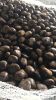 Chestnut